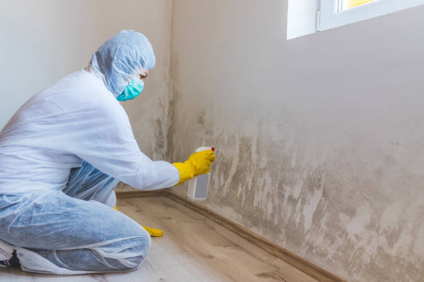 Mold Remediation specialist working in Kent
