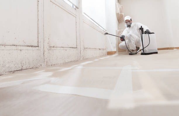 Black mold remediation team in Kent